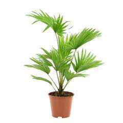 Palmier Livistona rotundifolia Pot D 14cm