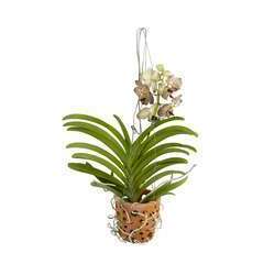Orchidée 'Vanda', pot en terre cuite D15cm