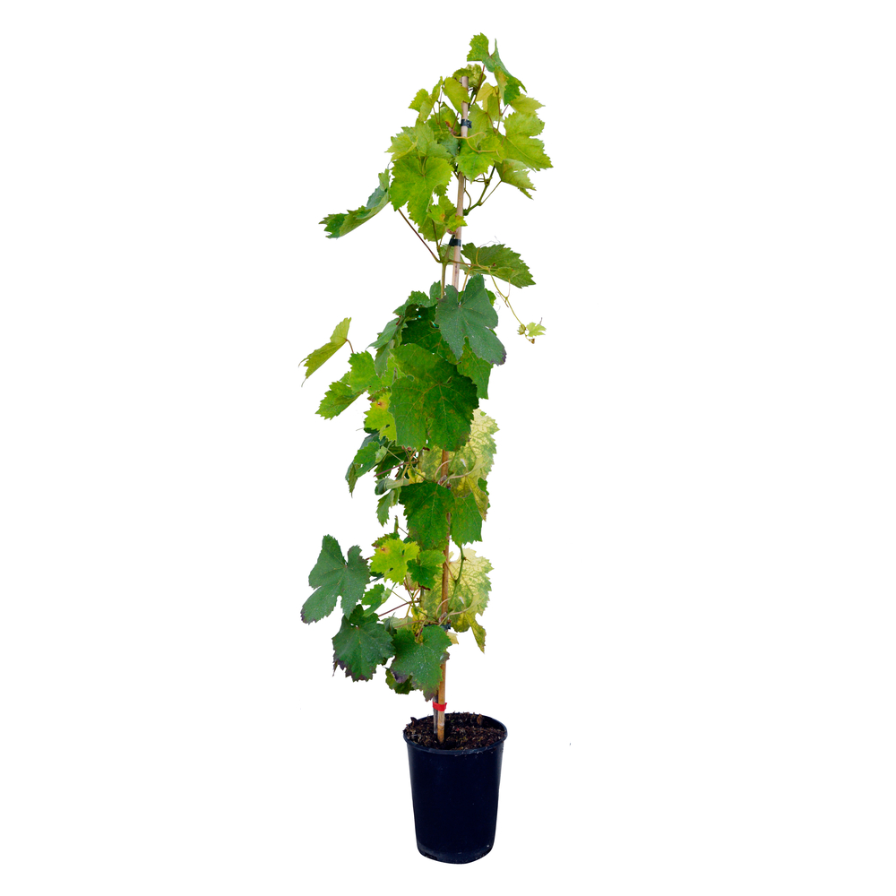 Vigne 'Chasselas Rose' : pot de 3L