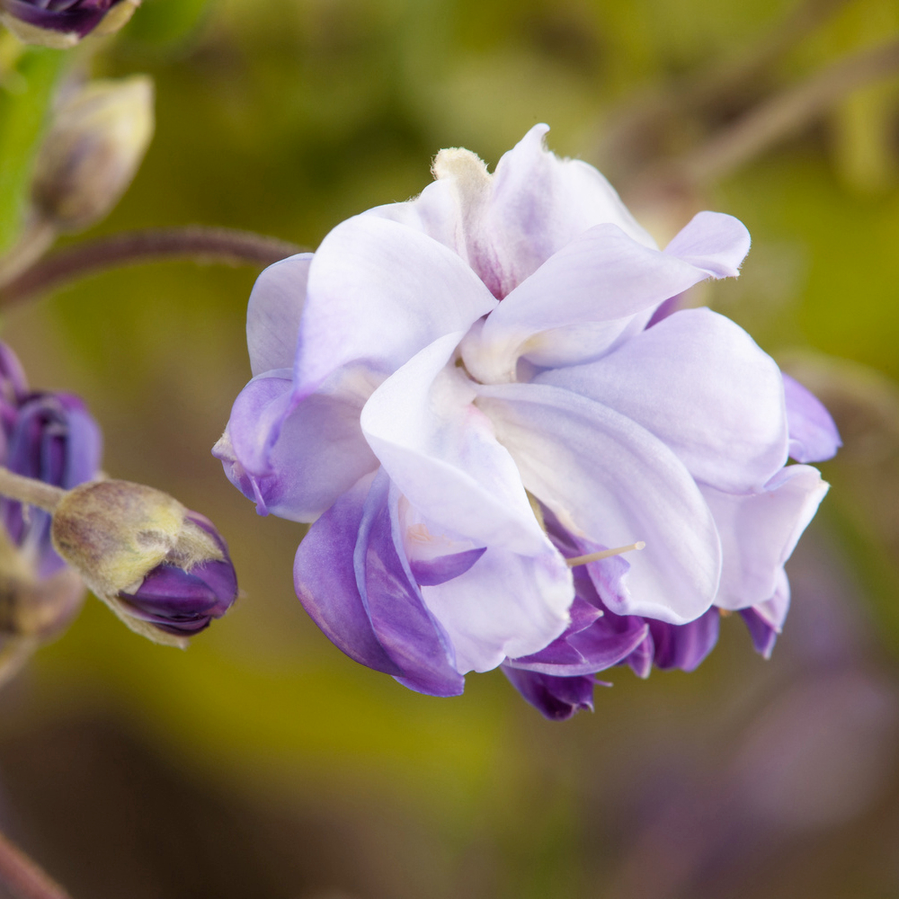 Glycine (Wisteria floribunda) 'Violacea Plena'- Echelle - Pot 3L