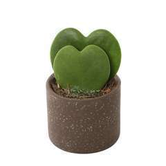 Mini Plante verte 'easy care' : Pot d.7cm - Variétés variables