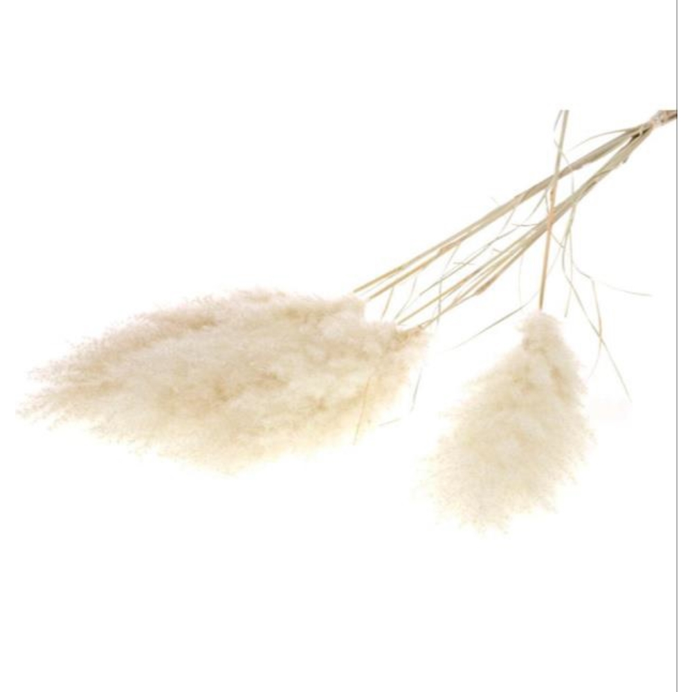 Tige plumeau Pampa ''Qualité Premium'' 115cm