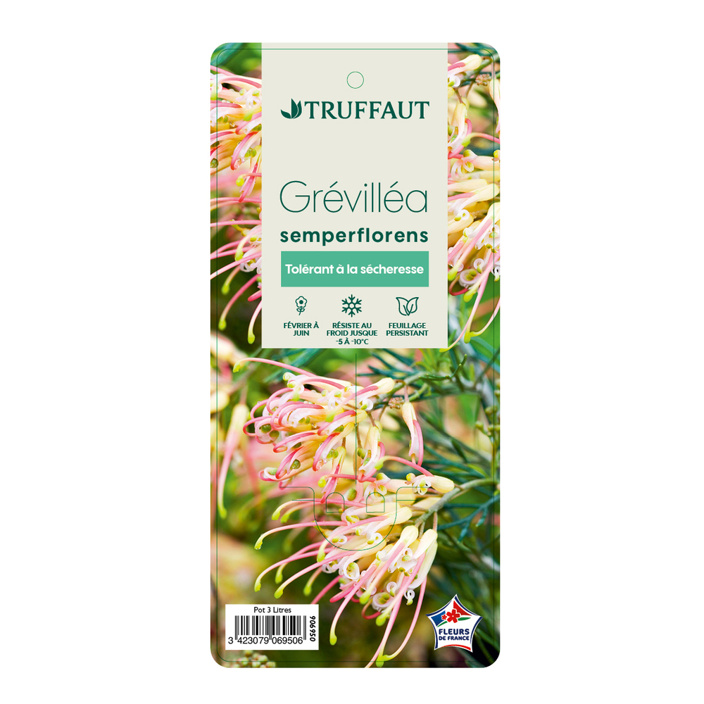 Grevillea semperflorens: pot 3L