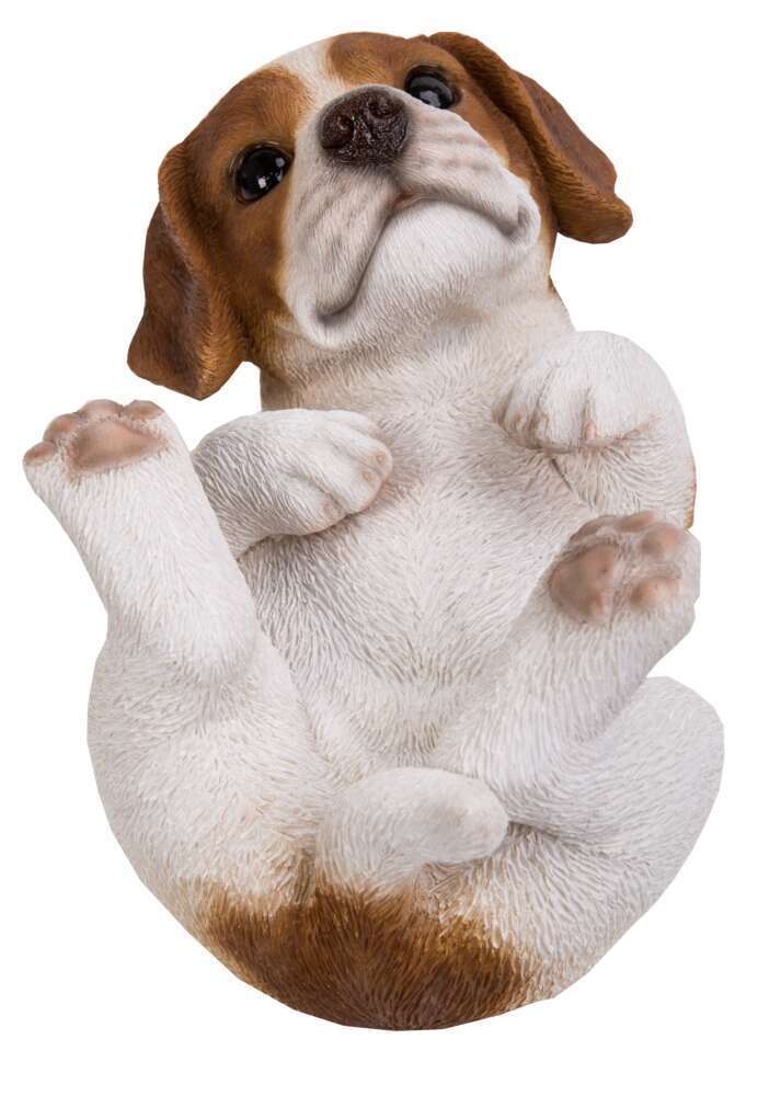 Vetement pour best sale jack russel