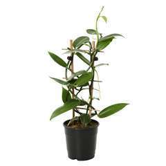 Orchidée Vanilla 'Planifolia' - pot D.12 cm