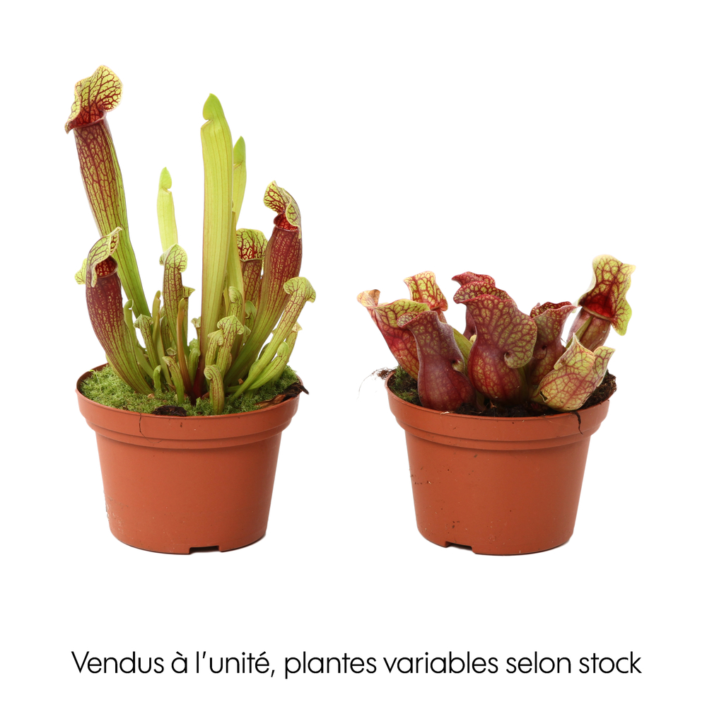 SARRACENIA MIX D12 H20-(908892)