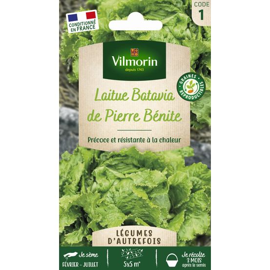 LAITUE BATAVIA PIERRE BENI VIL-(909011)