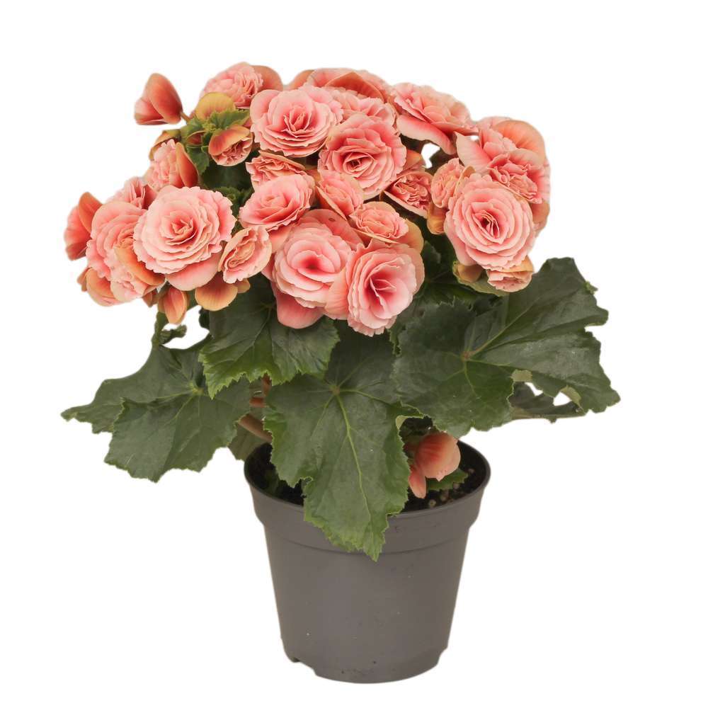 BEGONIA BORIAS D14-(909159)