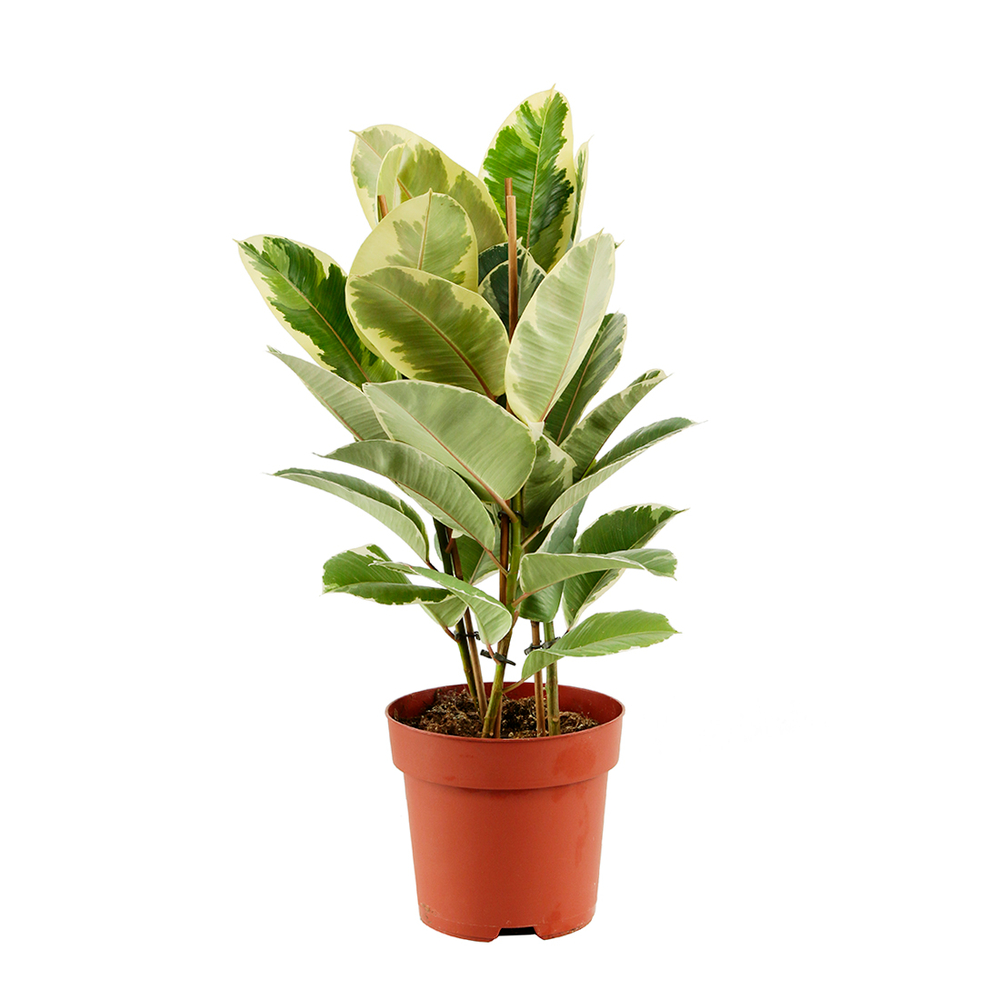 Ficus elastica 'Tineke Meristeme' pot D24cm