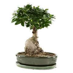 Ficus Microcarpa ginseng, coupe D35cm