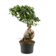 Ficus Microcarpa ginseng, pot D19 cm