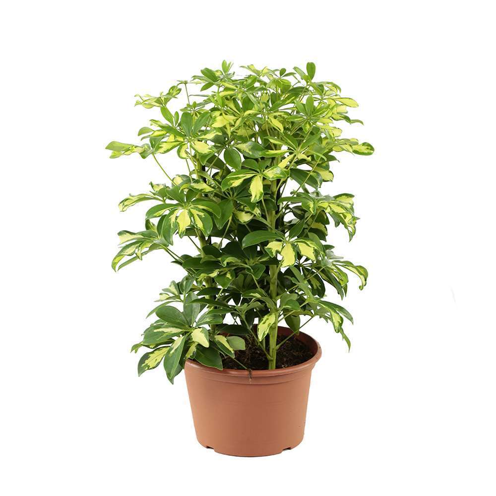 Schefflera H50cm - VariÃ©tÃ©s variables
