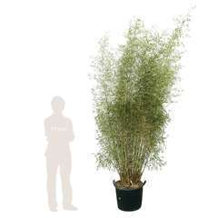 Bambou non-traçant fargesia angustissima: pot de 80 litres