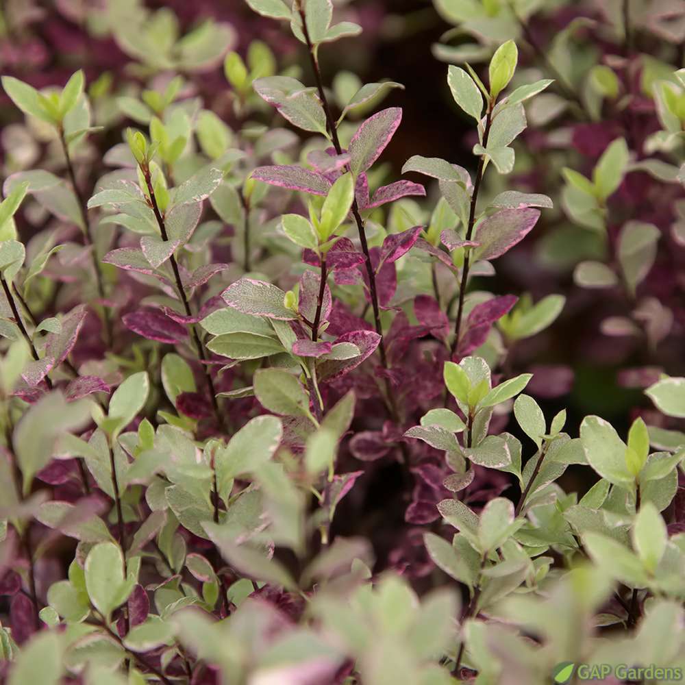 Pittosporum 'Bannow bay' pot 4 litres