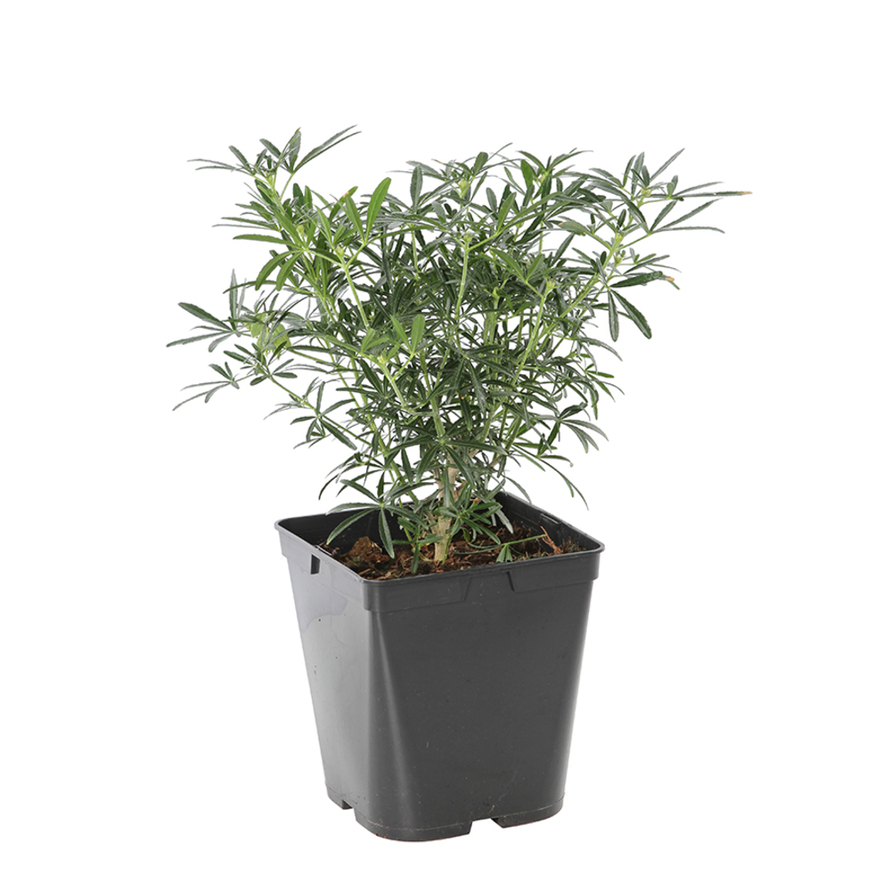 Oranger du Mexique ternata Scented Gem® pot 5L