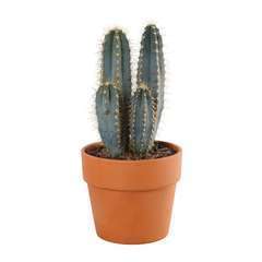 Cactus, pot D15cm