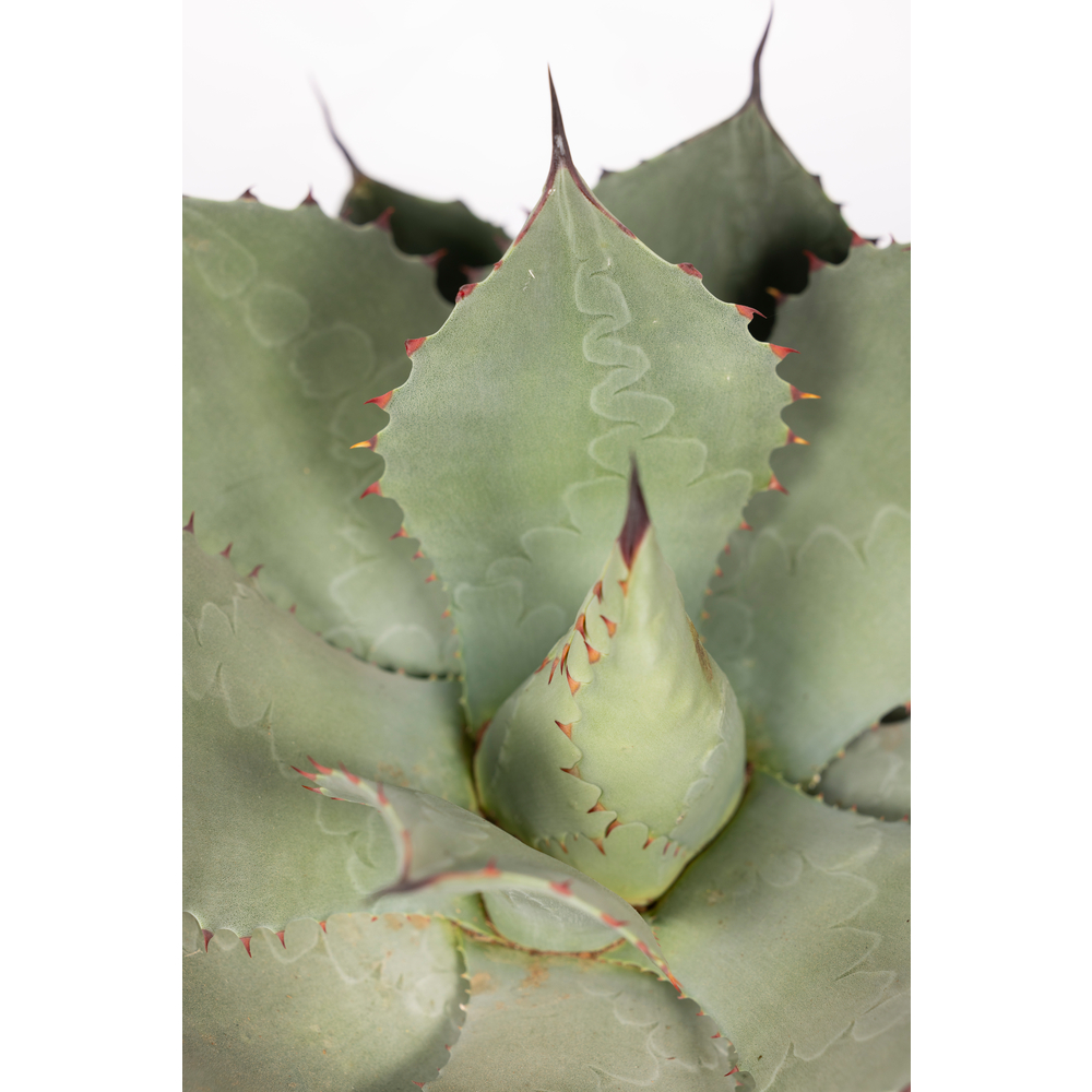 Agave mix en coupe D 20cm