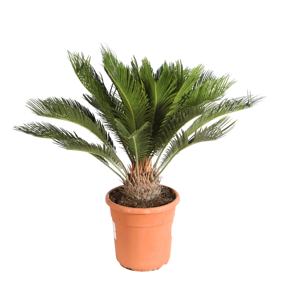 Cycas revoluta : pot de D. 24 cm - H. 90/100 cm