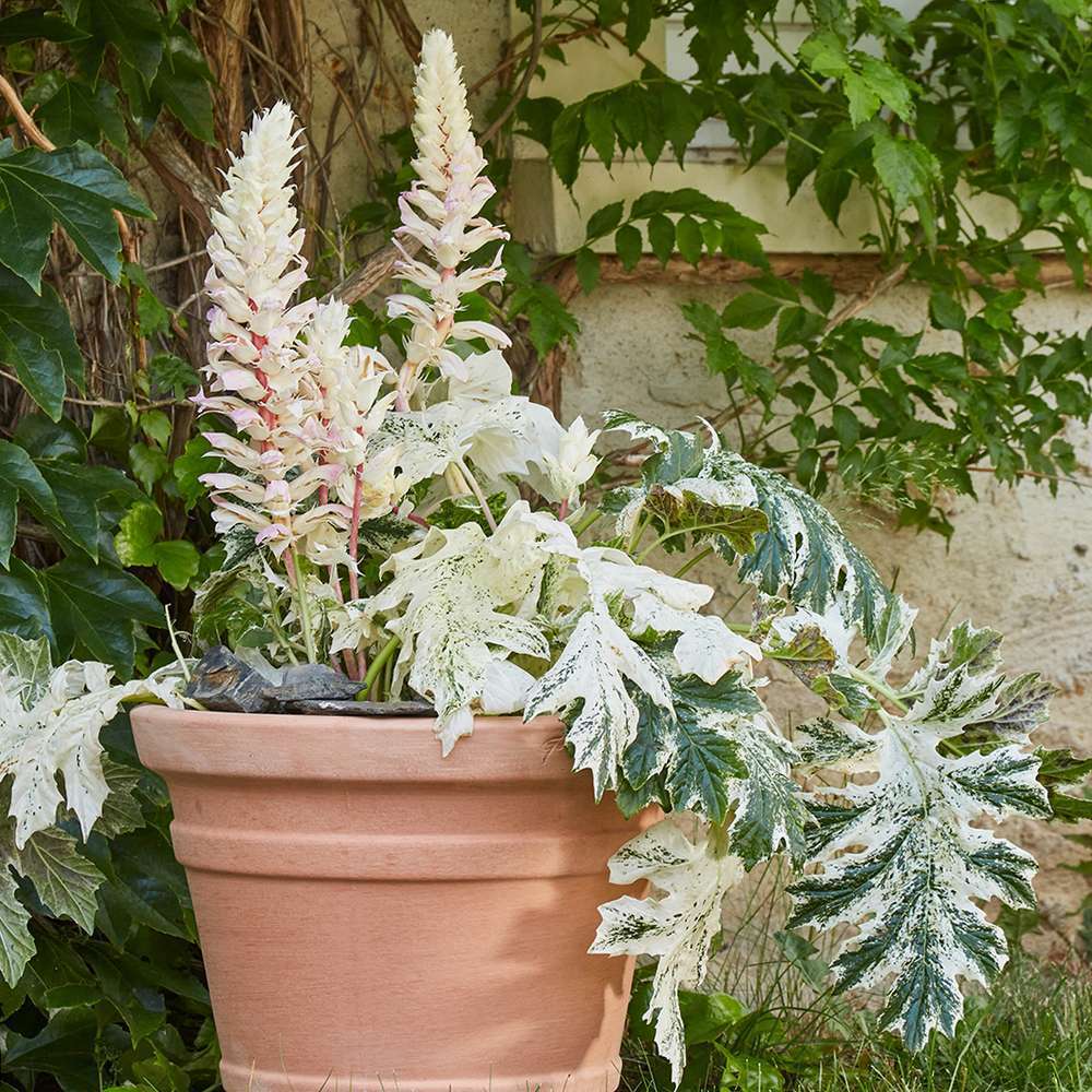 Acanthe 'White Water' : pot 4 litres | Truffaut
