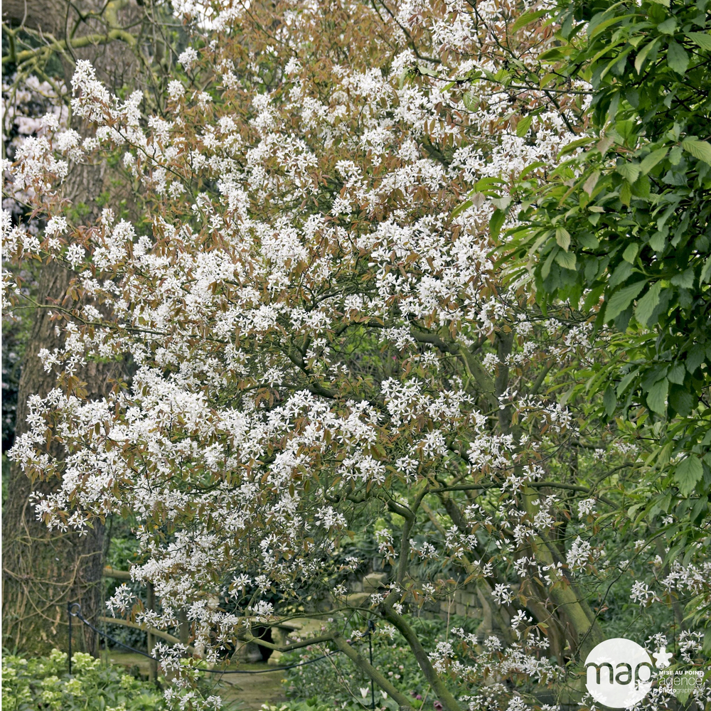 Amelanchier canadensis : pot 4,5 L