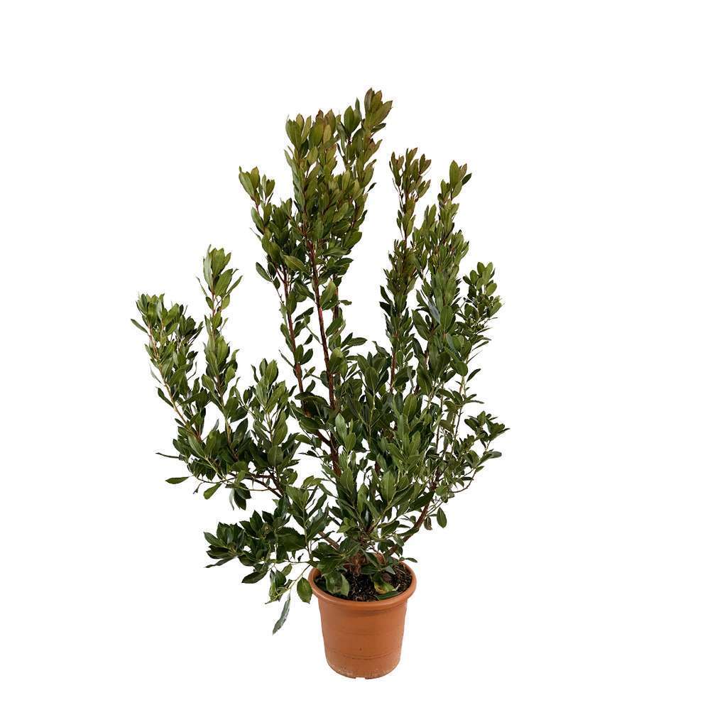 Arbustus Unedo Atlantic H.60/80 cm : pot 10L
