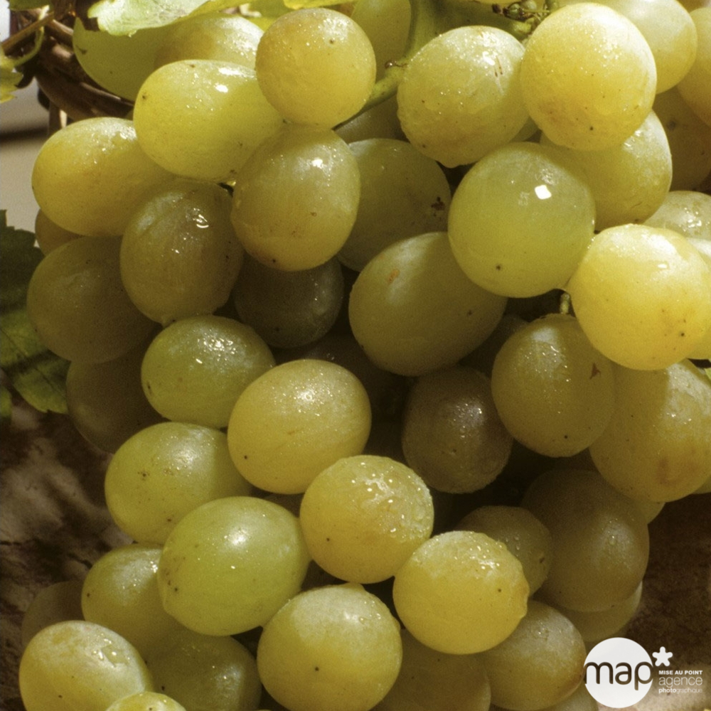 VIGNE ITALIA C 3L-(910625)