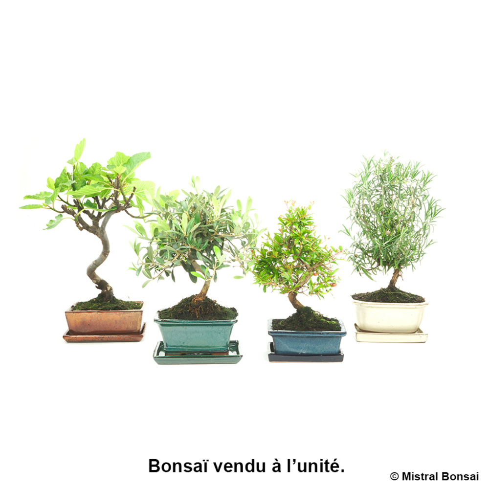 BONSAI EXT+SCP 7 ANS-(910626)