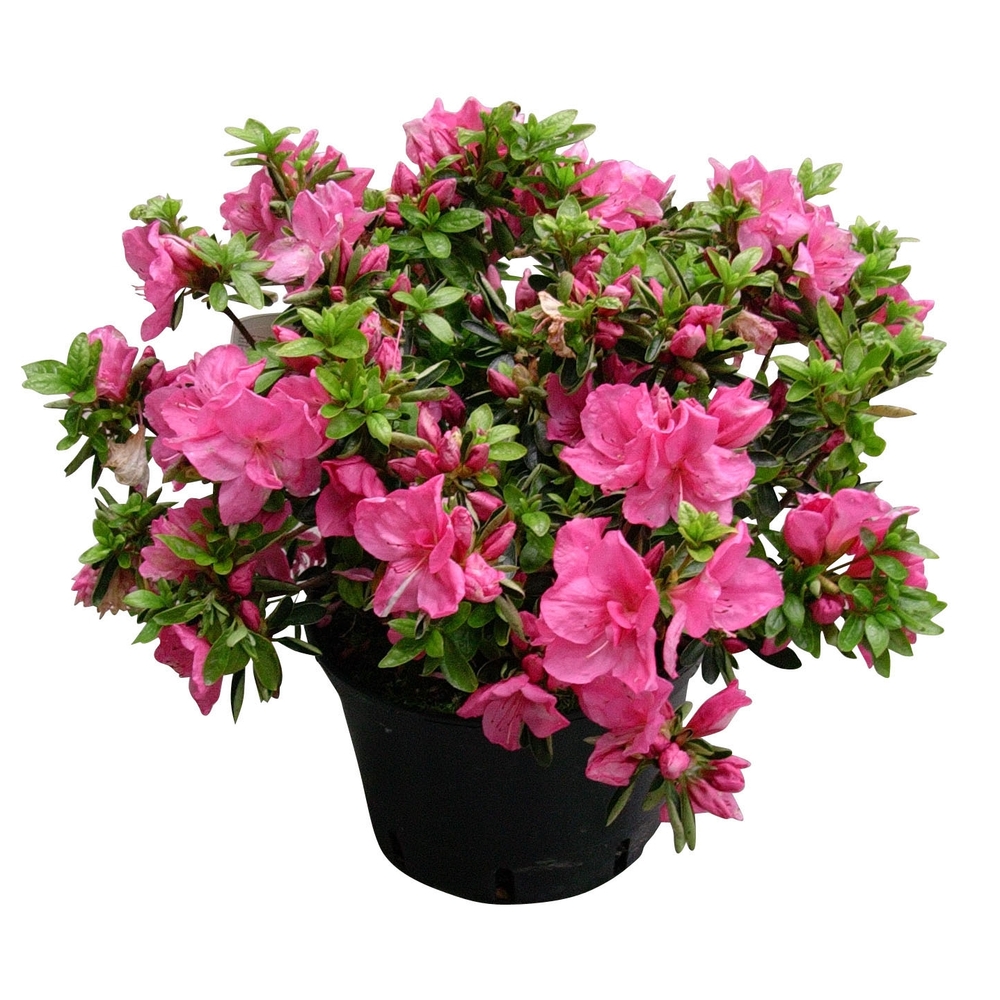 Azalae japonica pot 7L 