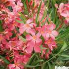 Nerium Oleander : pot 30 litres -1/2 tige
