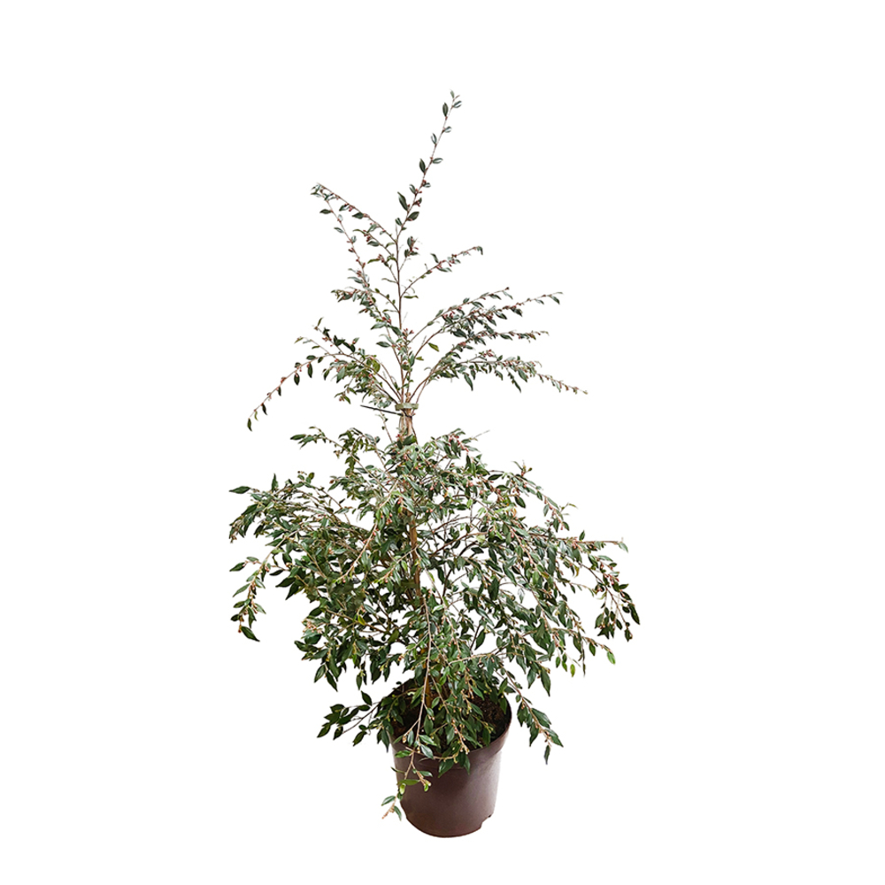 CAMELIA CUPIDO C 10L-(910649)