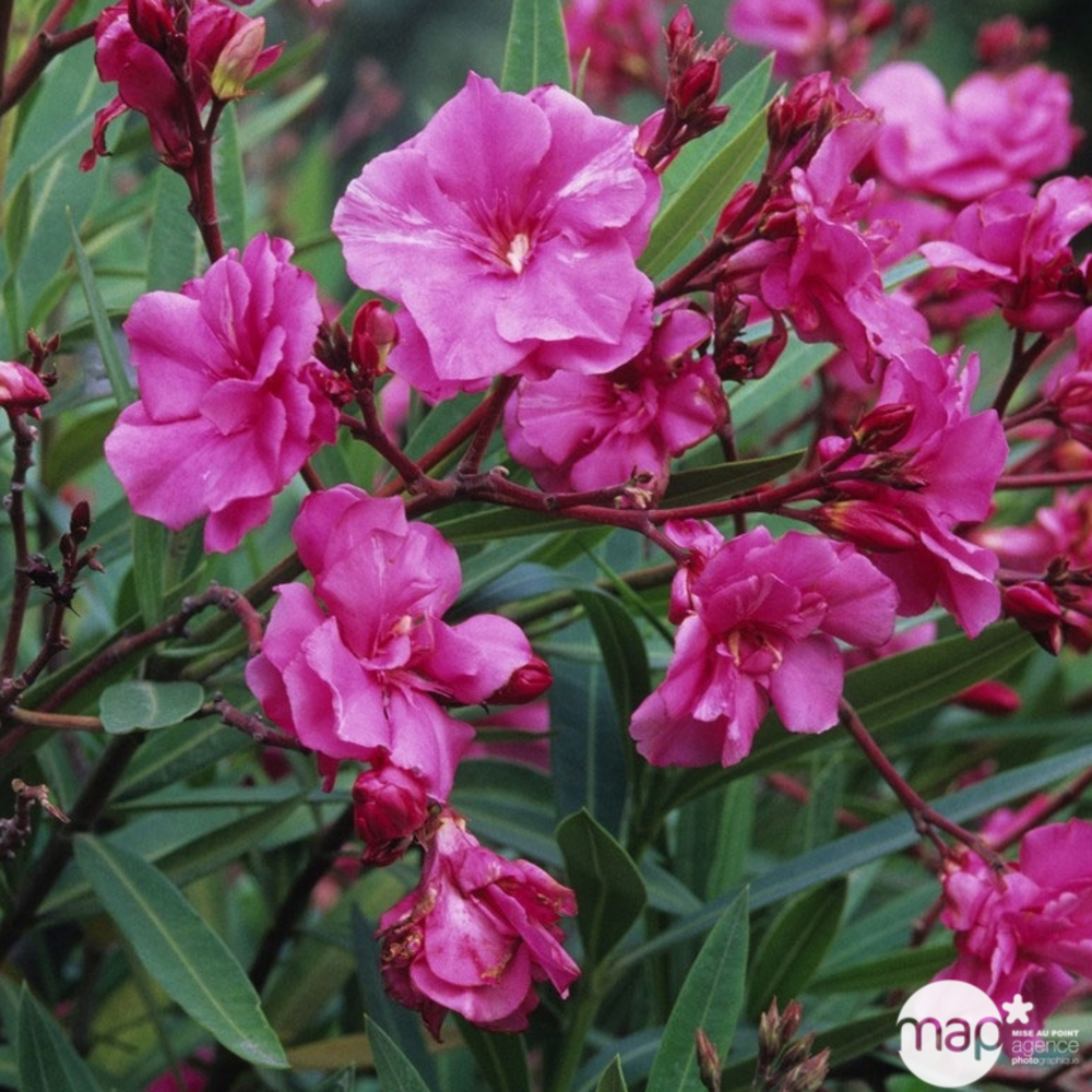 Nerium Oleander pot 7L