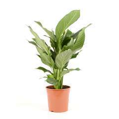 Spathiphyllum 'Sweet Lauretta' pot D24cm