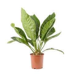 Anthurium elipticum 'Jungle Bush' pot D24cm