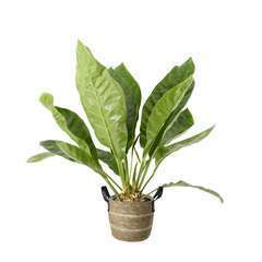 Anthurium elipticum 'Jungle Bush' pot déco clair D24cm