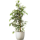 Ficus Benjamina Danielle' : cache-pot sable D21cm