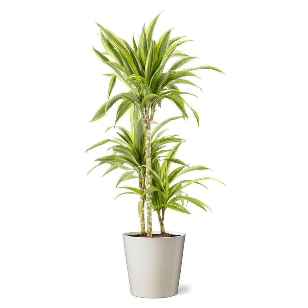 Dracaena Dragonnier Dracaena En Pot Truffaut
