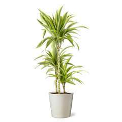Dracaena Dragonnier Dracaena En Pot Truffaut Dracaena Dragonnier Dracaena En Pot Truffaut