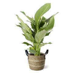 Spathiphyllum 'Sweet Lauretta' Pot déco clair D24cm