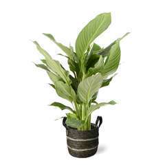 Spathiphyllum 'Sweet Lauretta' Pot déco foncé D24cm