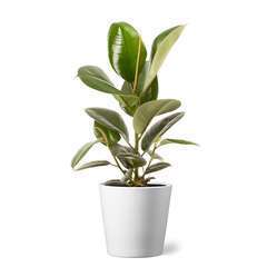 Ficus Robusta : cache-pot blanc D17cm