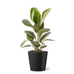 Ficus Robusta : cache-pot gris D17cm