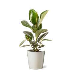 Ficus Robusta : cache-pot sable D17cm