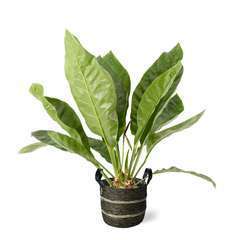 Anthurium elipticum 'Jungle Bush' pot déco foncé D24cm