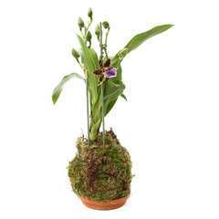 Orchidée - kokedama D.14 cm