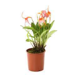 Orchidée Masdevallia - pot D.9 cm