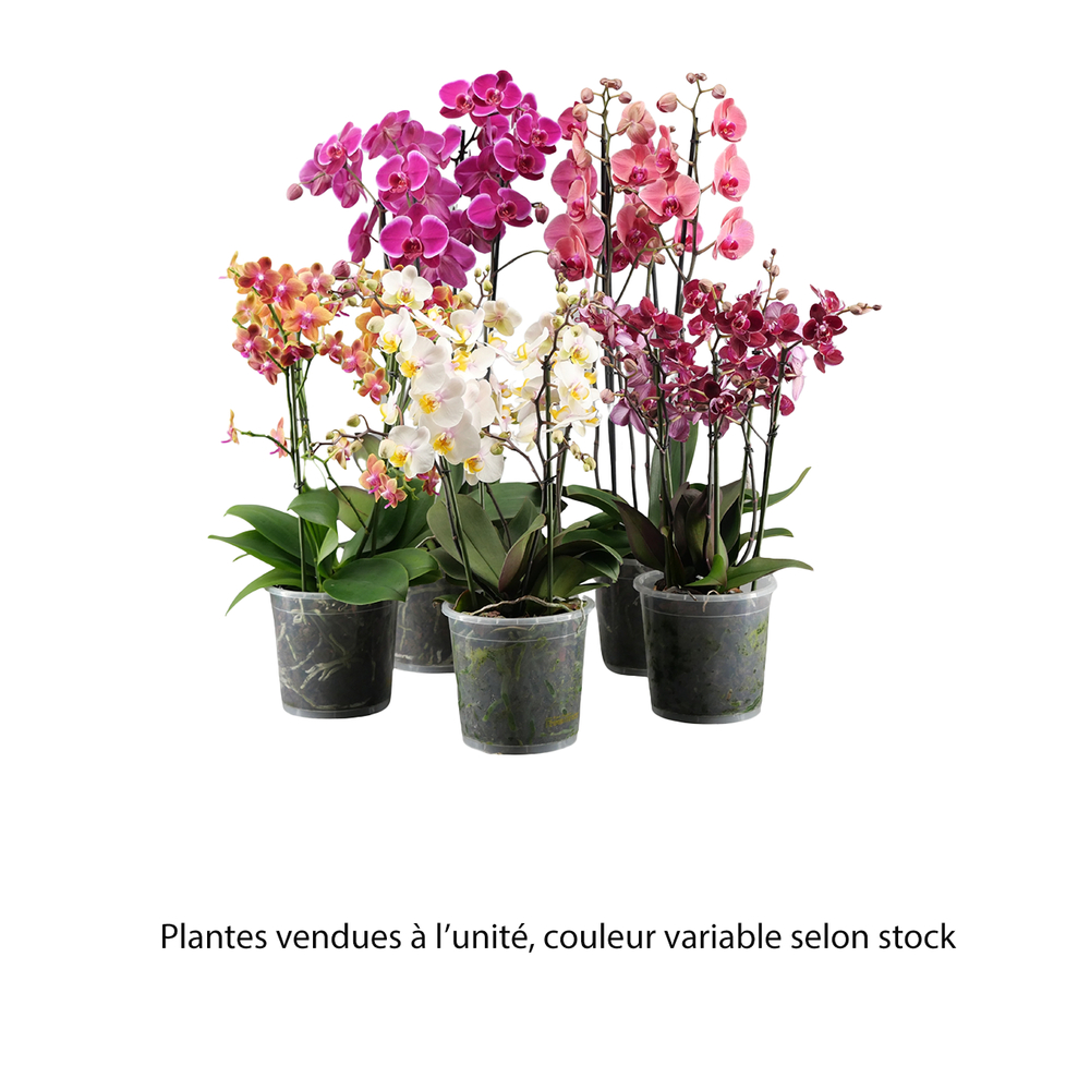 PHAL DUETTO 4H MIX D17 H65-(910885)