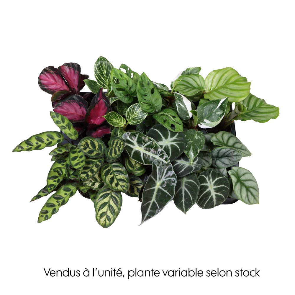 Plante verte : pot de D.6cm