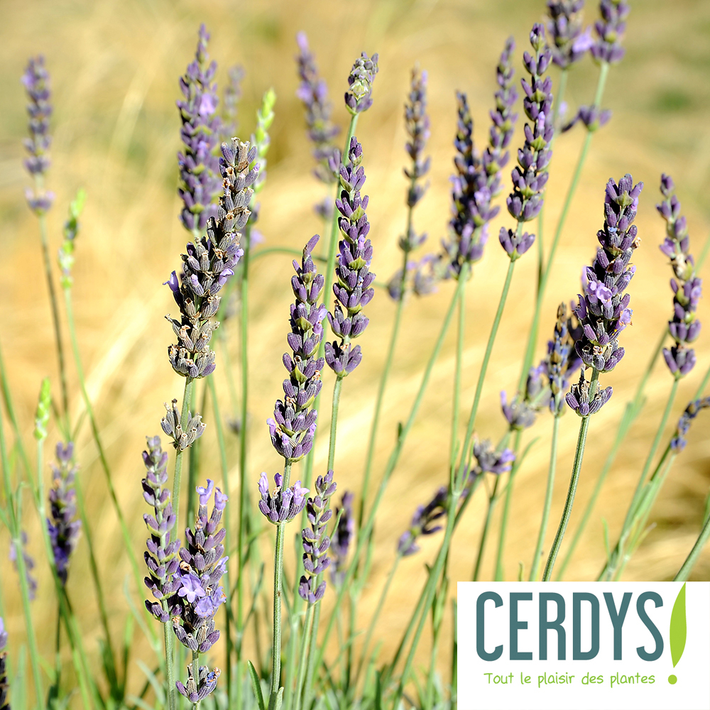 Lavandin Pure Platinum pot 2L