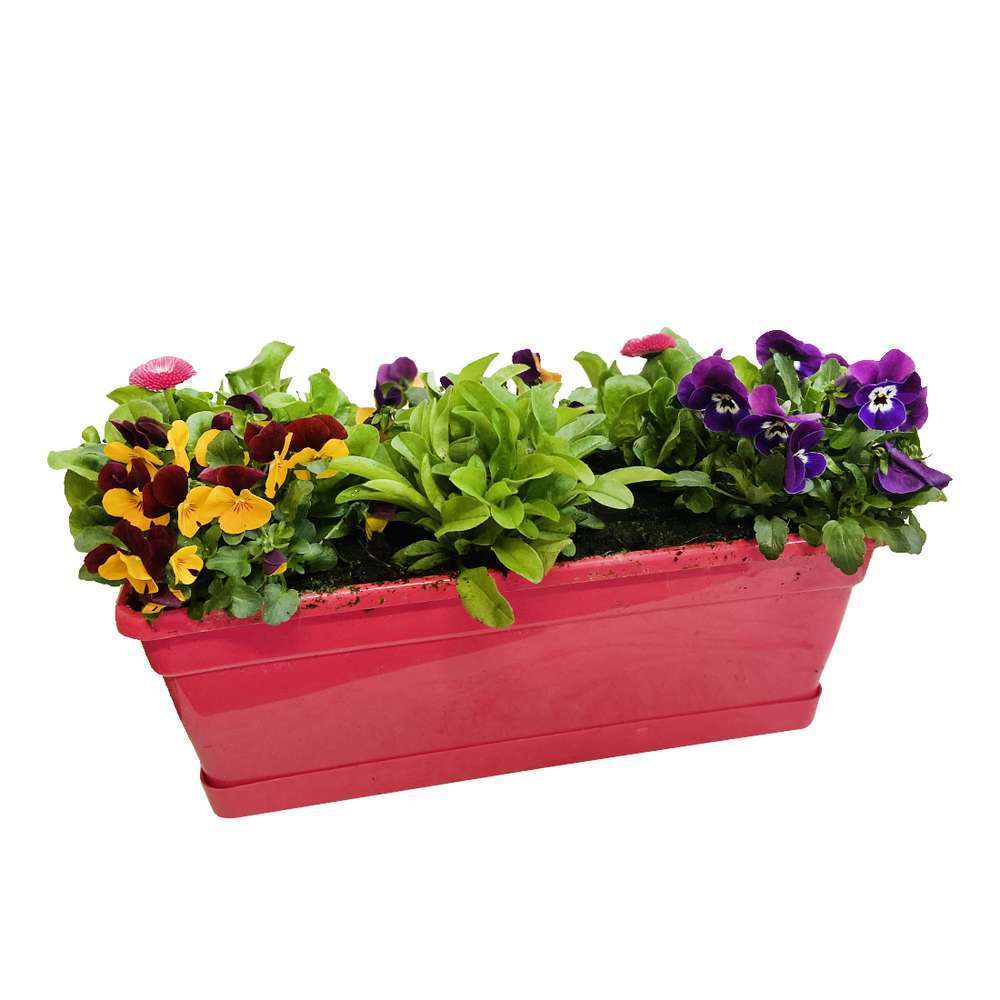 Plantes fleuries de saison en jardinière, coloris variables - L.40cm