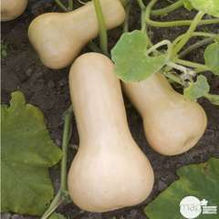 COURGE BUTTERNUT AB MOTTE-(911018)